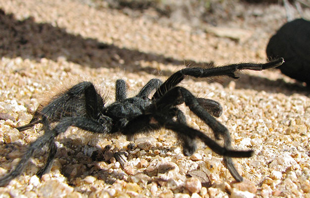picture of tarantula