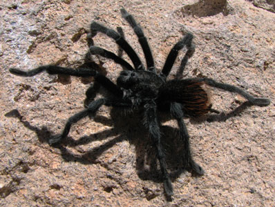 picture of tarantula