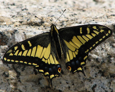 picture of butterfly