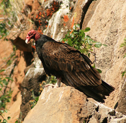 picture of vulture