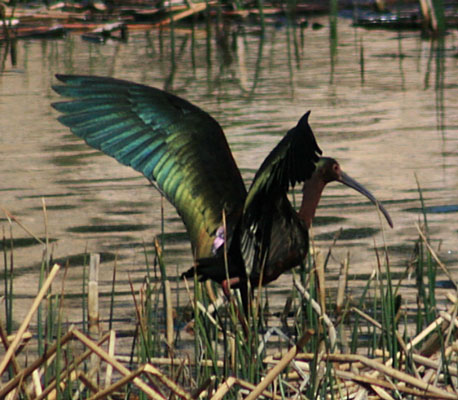 picture of ibis