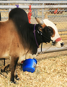 picture of calf