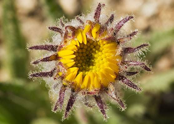 picture of flower