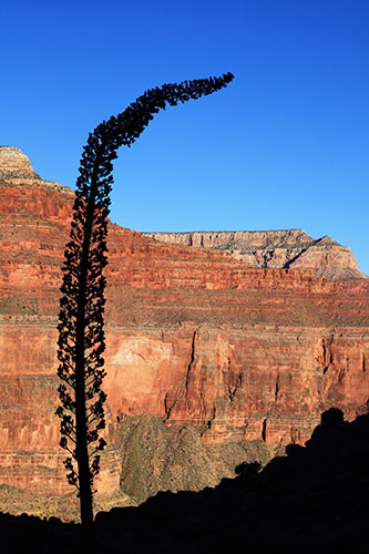 picture of the Grand Canyon