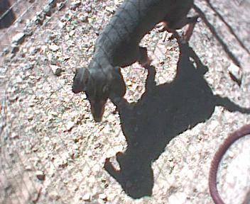 Picture of Alabama