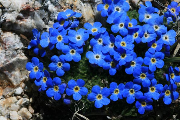 picture of flowers