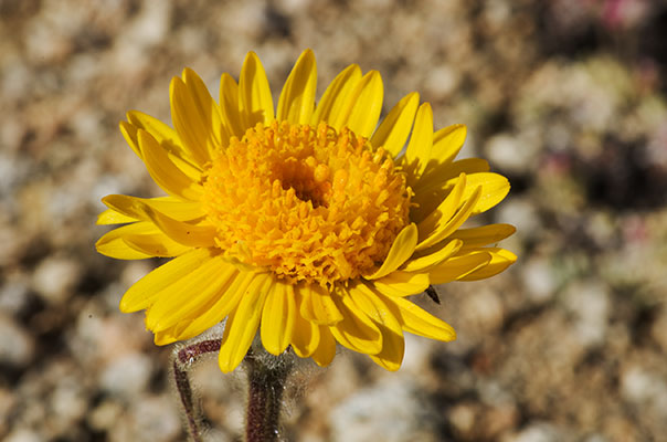 picture of flower