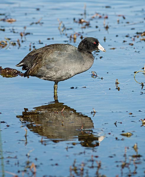 picture of bird