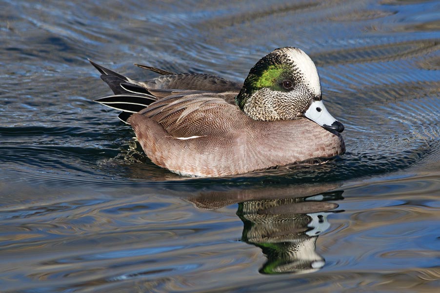 picture of bird