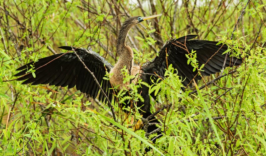 picture of bird