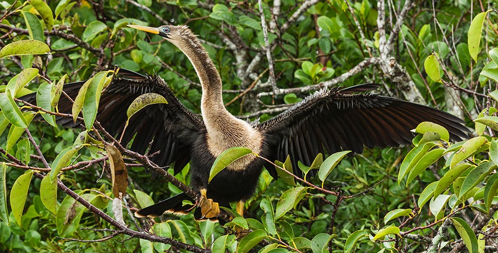picture of bird