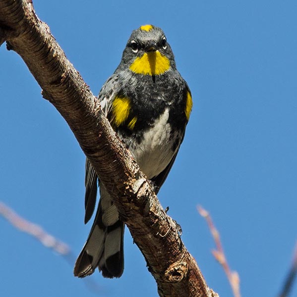 picture of bird