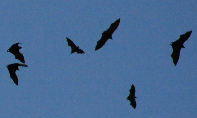 picture of bats