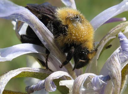 picture of bumblebee 