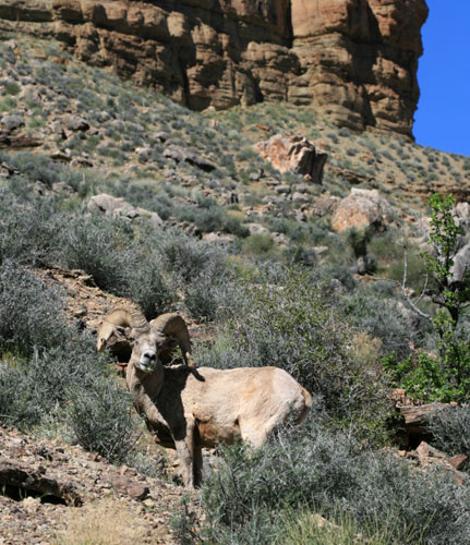 picture of the Grand Canyon