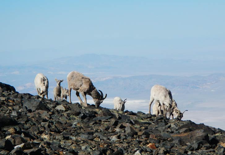 picture of white mountains