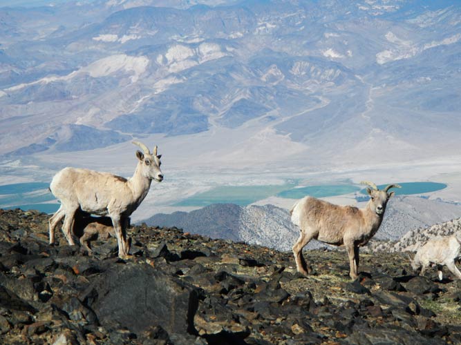 picture of white mountains