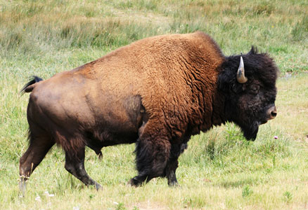 picture of bison