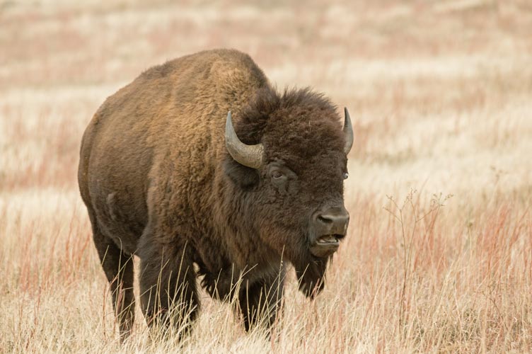 picture of bison