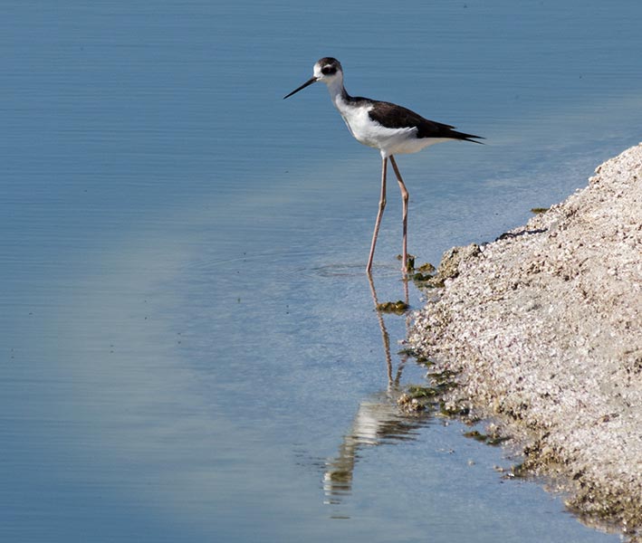 picture of bird