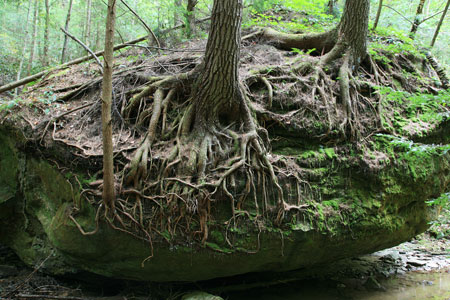 picture of rrg