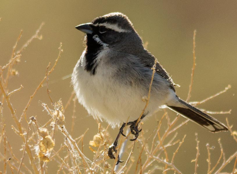 picture of bird