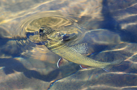 picture of trout