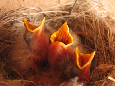 picture of bird