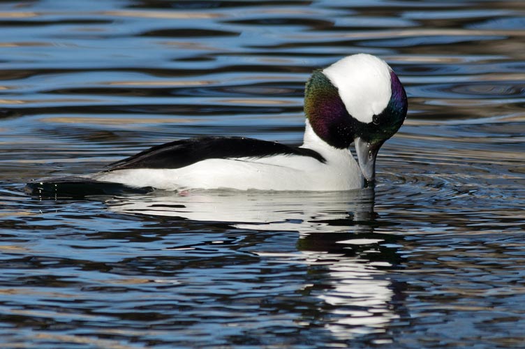 picture of bird