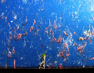 picture of bug splats 