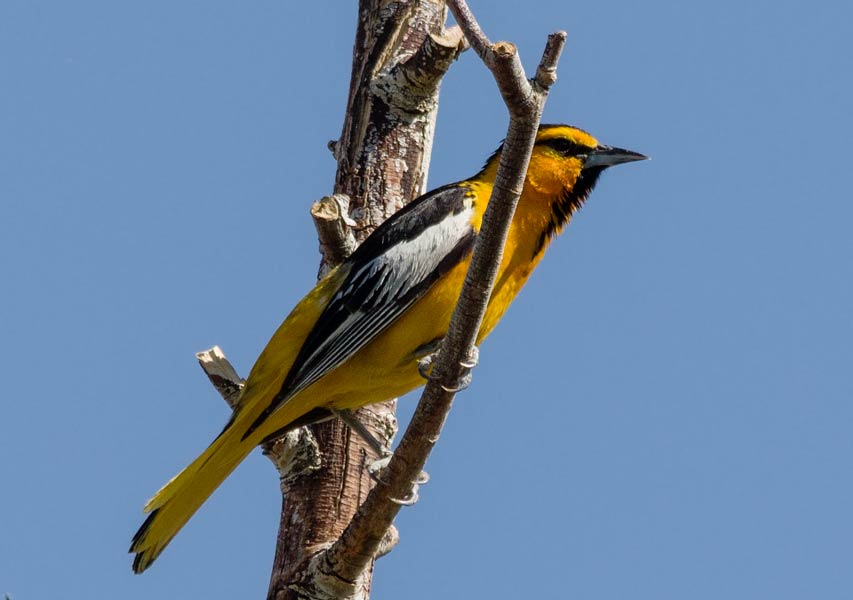 picture of bird