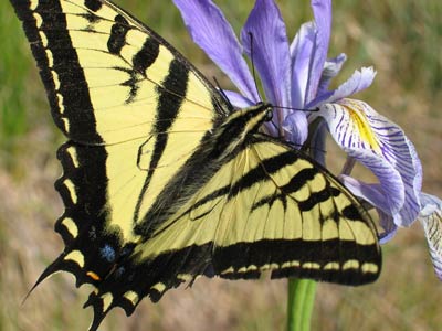 picture of butterfly 