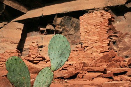 picture of cactus