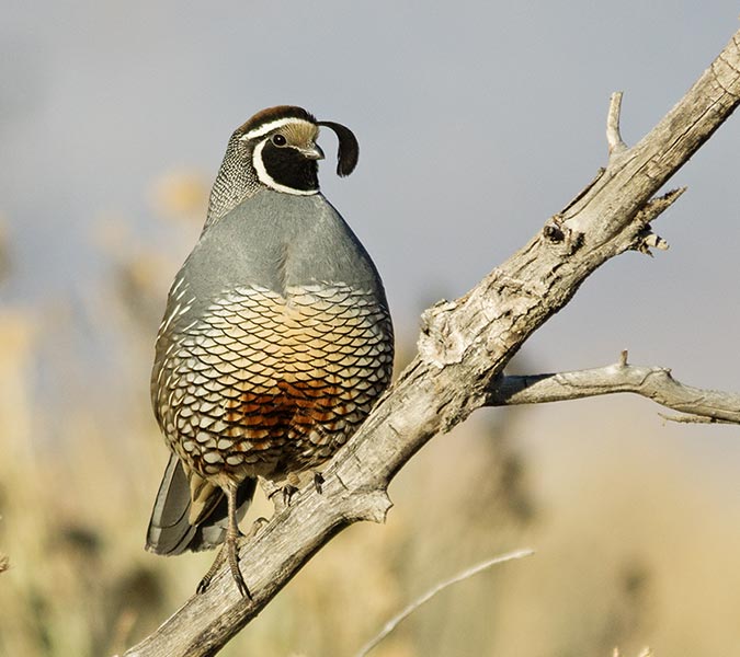picture of bird