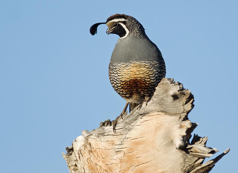 picture of bird