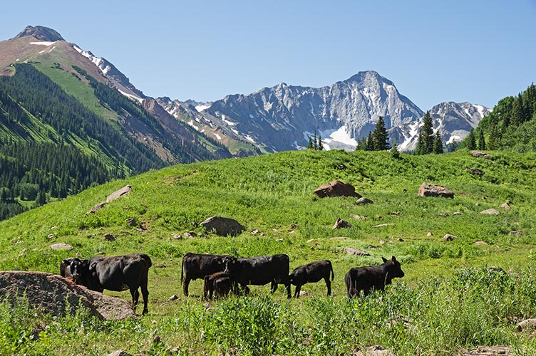 picture of 14er