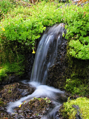 picture of spring