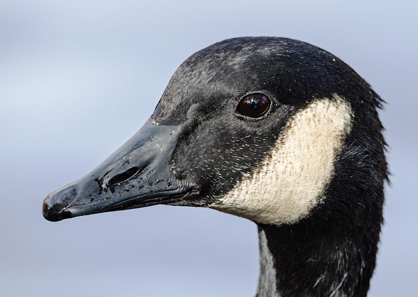 picture of bird
