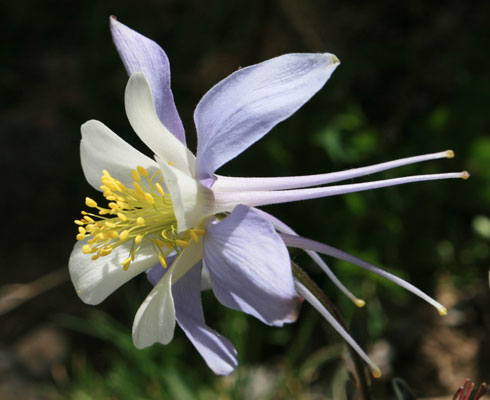 picture of Columbine in RMNP