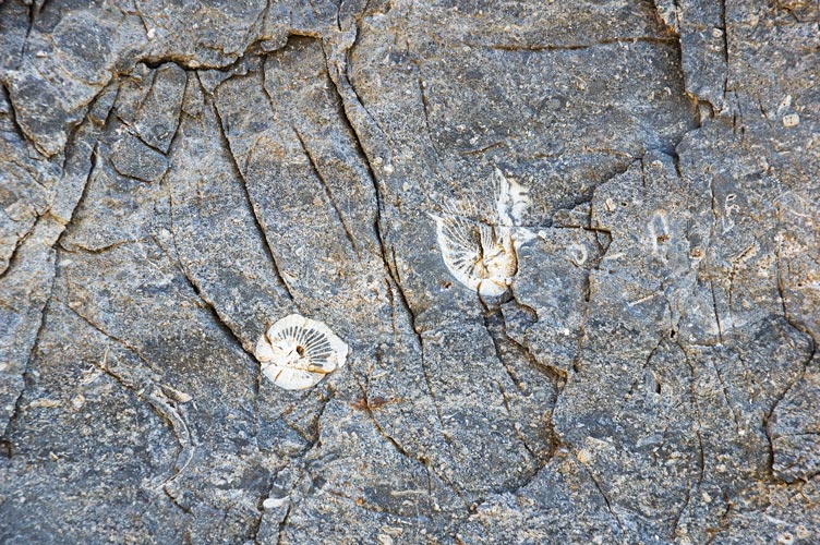 picture of fossils