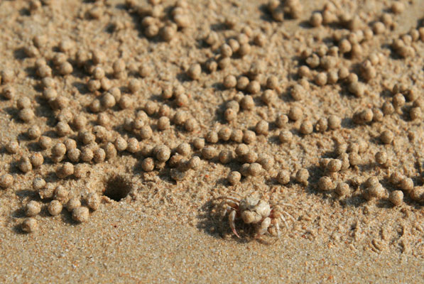 picture of crab