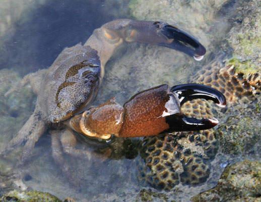 picture of crab