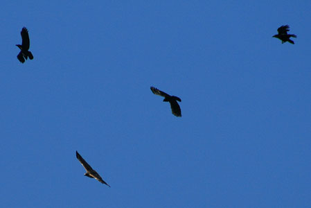 picture of bird