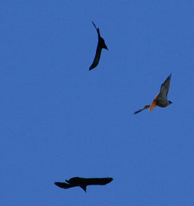 picture of bird