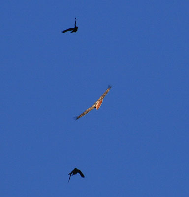 picture of bird
