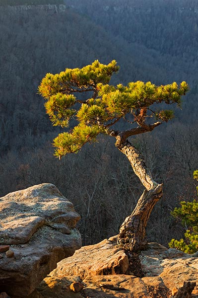 picture of tree