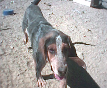 Picture of Dakota