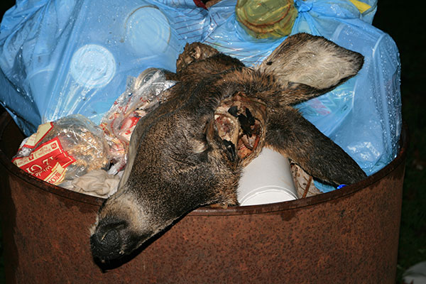 picture of deer head