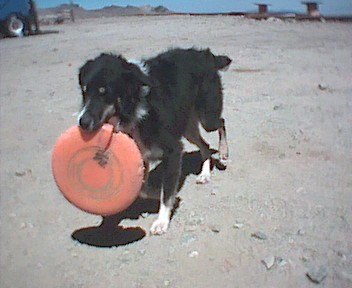 Picture of Digit