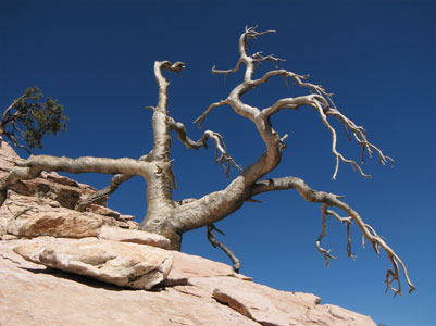 picture of dead tree